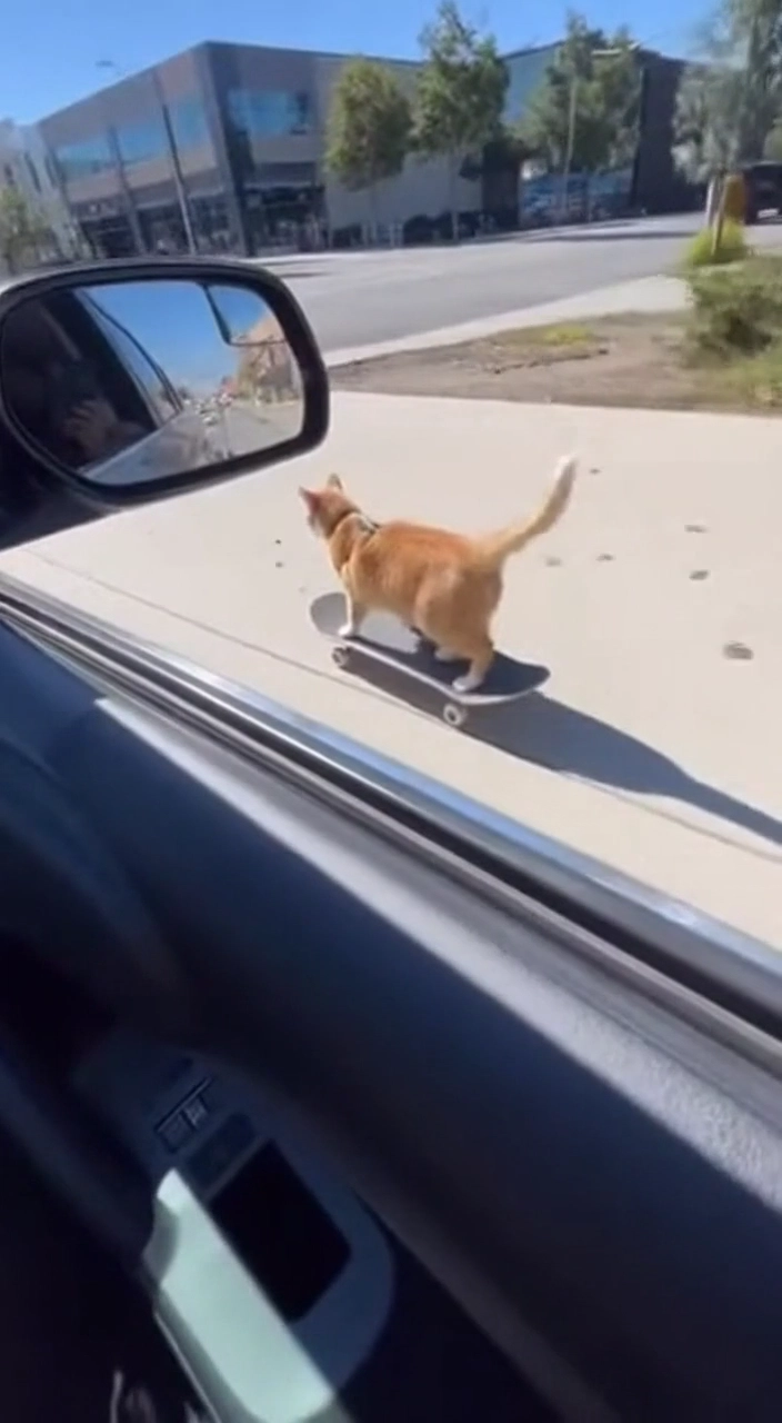 Sora video after watermark removal - example 1 clean result